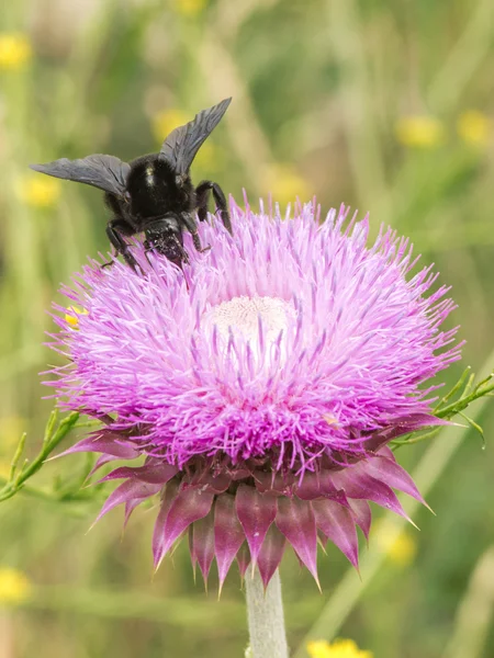 Bumblebee Thistle çiçek 03 üzerinde — Stok fotoğraf