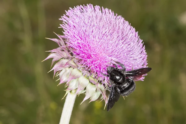 Джміль на Thistle квітка 01 — стокове фото