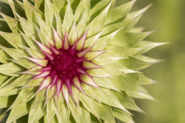 Thistle 03 — Stockfoto