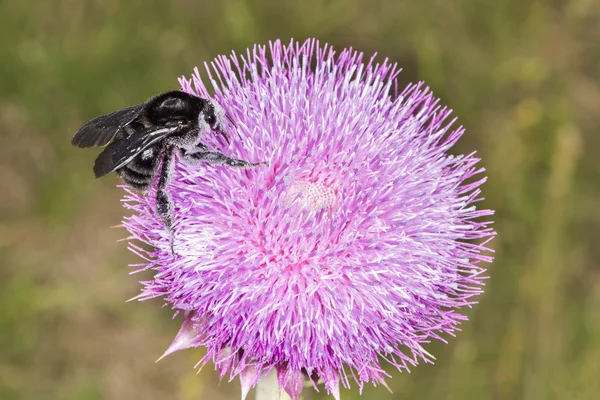 Bumblebee on Thistle Flower 02 Royalty Free Stock Photos