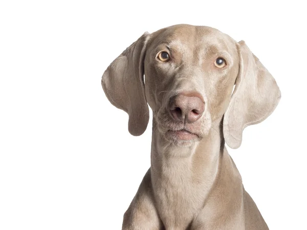 Weimaraner Front — Stock Photo, Image