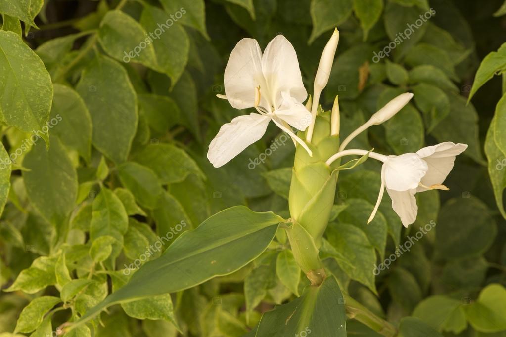 White Ginger Lily Stock Photo C Sergioyio