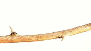 Bir sopa üzerinde yürüme böceği