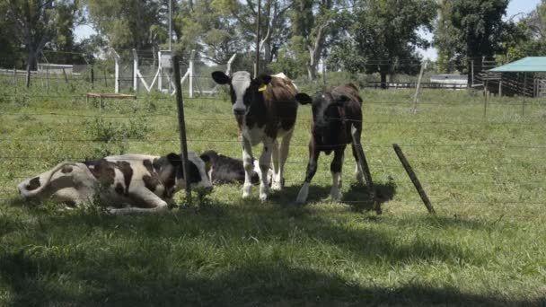 Calves Resting — Stock Video