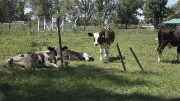 Calves Resting — Stock Video