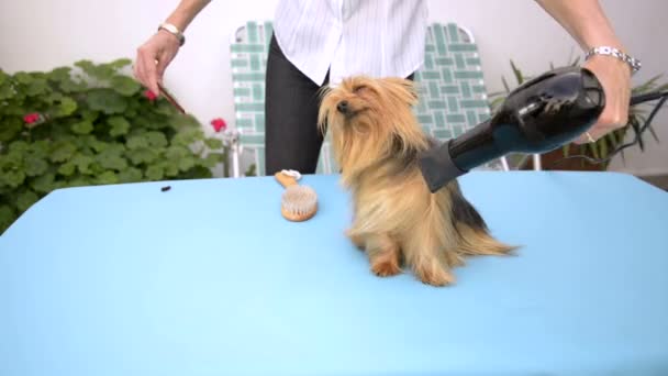 Сушка феном Йоркшир собака — стокове відео