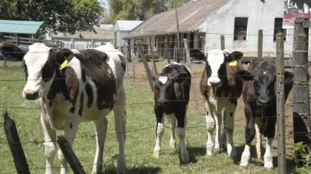 Grupo de terneros acercándose — Vídeo de stock