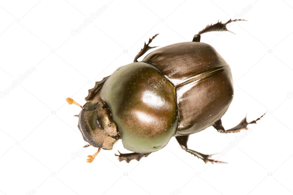 Brown Beetle Aerial