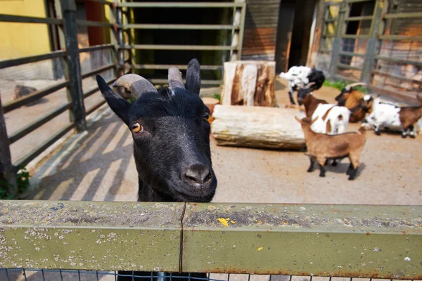 Cabra no zoológico de Tallinn. estonia — Fotografia de Stock