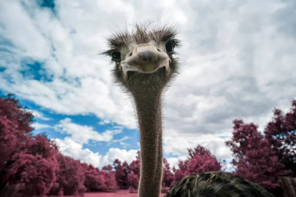 Ostrich Looks You Curiously — Stock Photo, Image