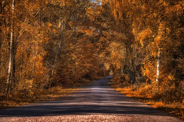 Droga Pięknej Złotej Jesieni — Zdjęcie stockowe