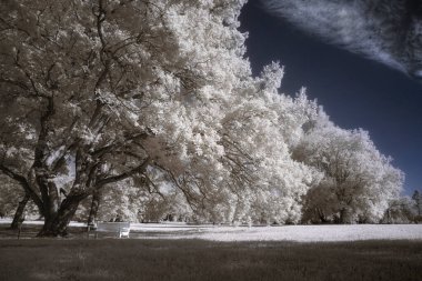 Yaz ağaçlarının kızılötesi fotoğrafı
