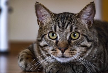 Klasik bir tekir kedinin portresi