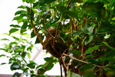 Pigme Marmoset. Tallinn 2015 Hayvanat Bahçesi