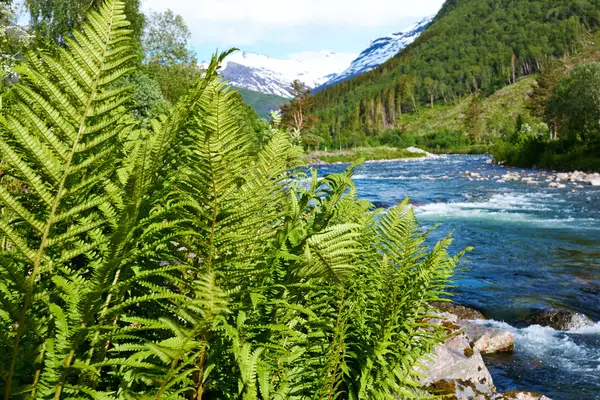 Fern and river — Φωτογραφία Αρχείου