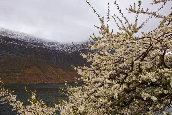 Árvore de floração. norway 2015 — Fotografia de Stock