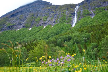 Çayır ve watergate