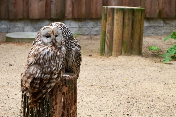 Two owls — Stock Photo, Image