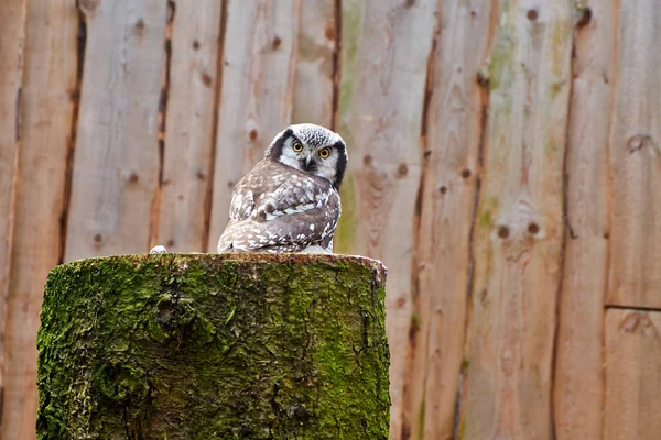 Owl in zoo — Stock Photo, Image