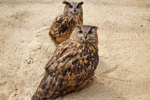 Dos búhos en el zoológico de Tallinn. estonia — Foto de Stock