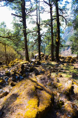 Himalayalar 'daki güzel orman. Manaslu çevresindeki yürüyüş