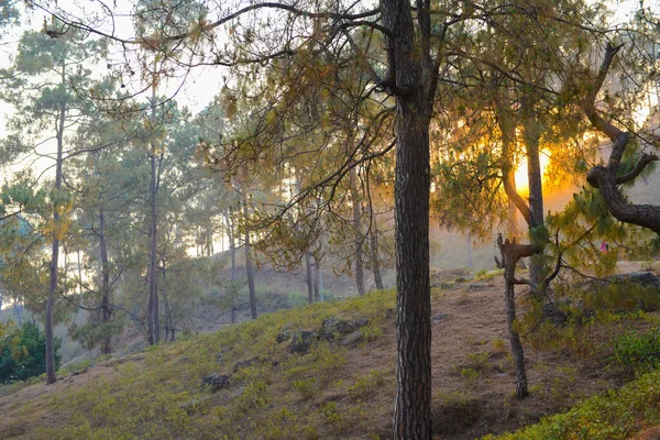 Hermoso Bosque Himalaya Caminata Alrededor Manaslu —  Fotos de Stock