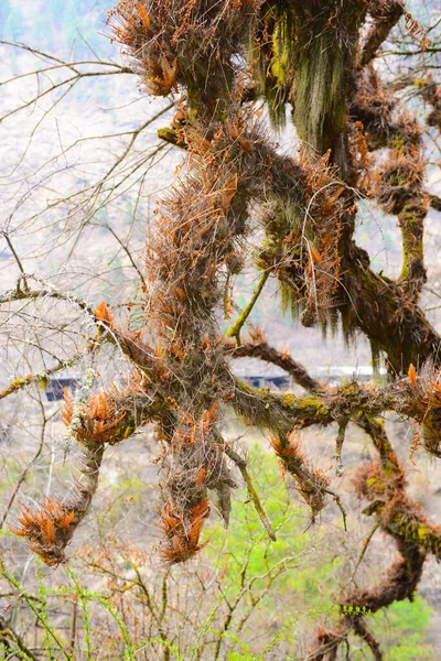 ヒマラヤの美しい森 マナスル周辺のトレッキング — ストック写真