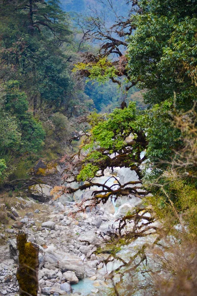 Прекрасный Лес Гималаях Поход Вокруг Манаслу — стоковое фото