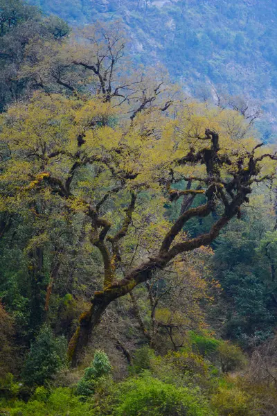 Hermoso Bosque Himalaya Caminata Alrededor Manaslu —  Fotos de Stock