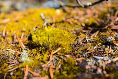 Himalayalar 'daki güzel orman. Manaslu çevresindeki yürüyüş