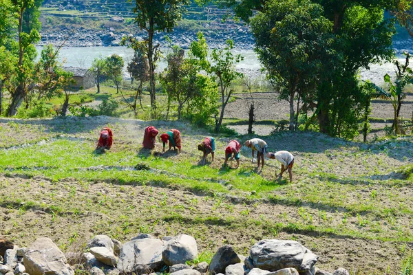 Manaslu Nepal 2014 Vida Trabalho Pessoas Comuns Aldeia Imagem De Stock
