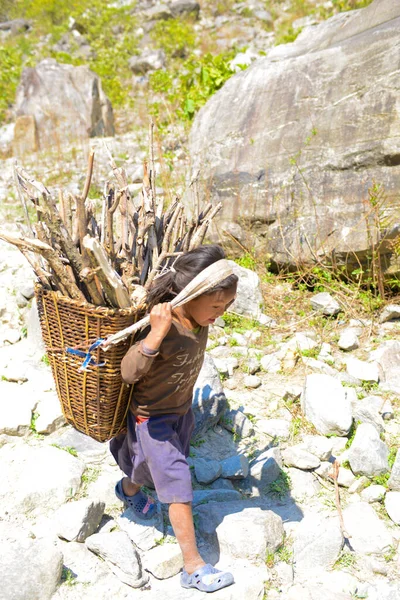 Manaslu Nepal 2014 Niño Con Una Cesta Leña Para Calefacción Imagen de archivo