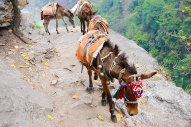 Nepal 'de yüksek bir dağ yolunda katırlar
