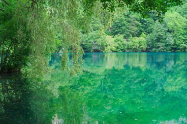 Mavi göl Chirik-Kel ve Cherek geçidinde ağaç dalları