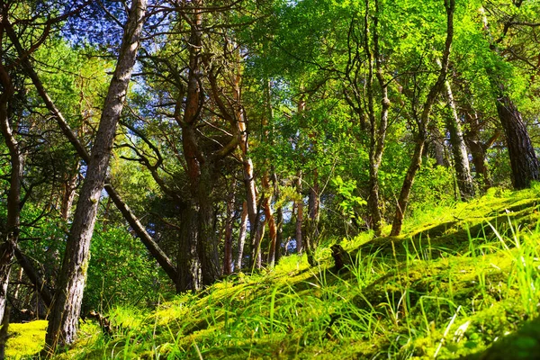 チェム峡谷のおとぎ話の森の中の太陽に照らされた緑の丘 — ストック写真