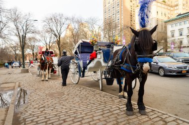 New York Şehri