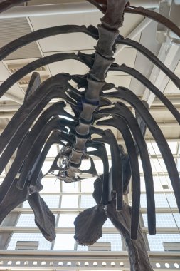 O'Hare Uluslararası Havaalanı