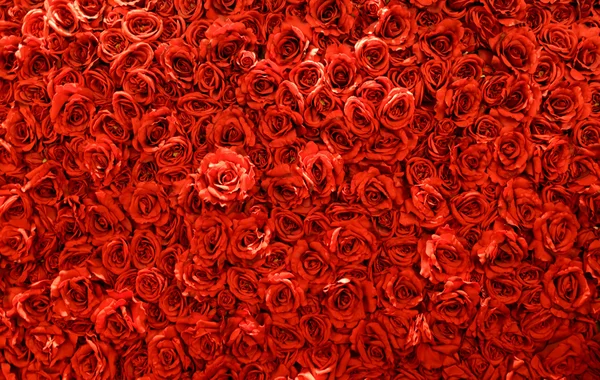 Vermelho rosa fundo — Fotografia de Stock