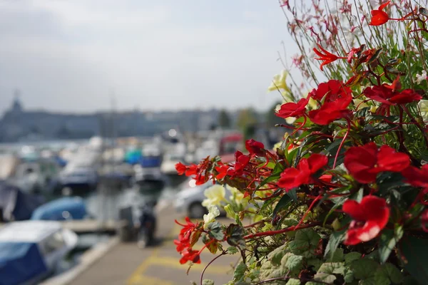 Rote Blumen in der Genfer Innenstadt — Stockfoto