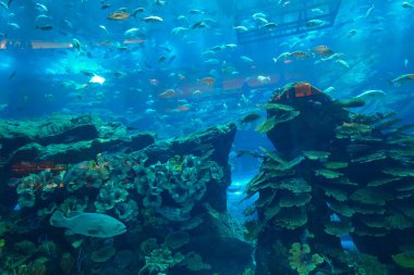 Dubai akvaryum ve sualtı hayvanat bahçesinde Dubai Mal