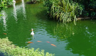 Kowloon bahar Parkı