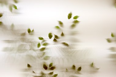 arka plan ağaç yaprak