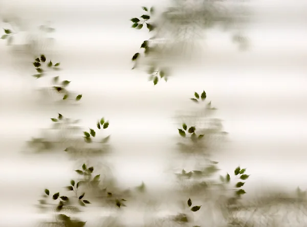 Tree leaves background — Stock Photo, Image