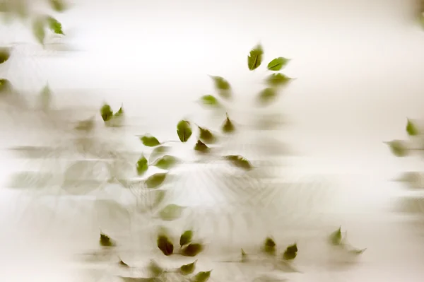 Tree leaves background — Stock Photo, Image