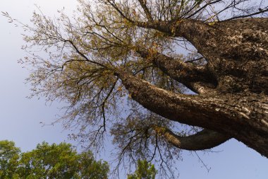 Tree in the Pere Lachaise Cemetery