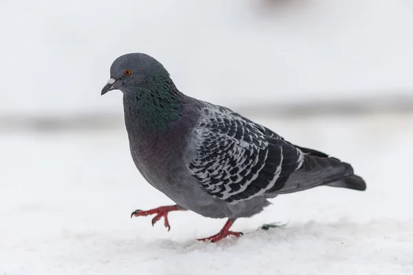 Pigeon on snow closeup — Stock Photo, Image