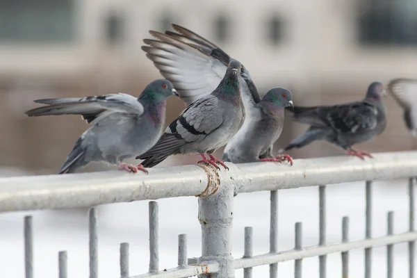 Flock of pigeons — Stock Photo, Image