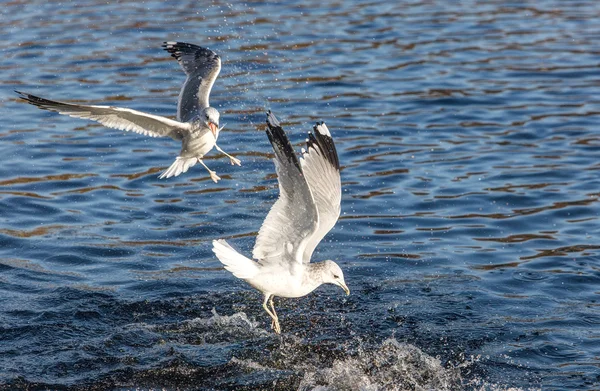 Två vita Måsen — Stockfoto