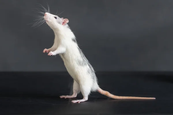 Standing domestic rat — Stock Photo, Image