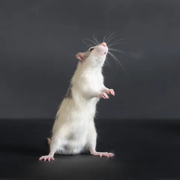 Молодий стоячий вітчизняний пацюк — стокове фото